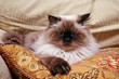 Persian Cat Persian Cat
