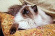Persian Himalayan Cat Persian Himalayan Cat