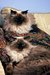Persian Himalayan Cats Persian Himalayan Cats