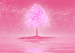 Cherry blossoms