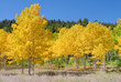 Autumn Changing Leaves
