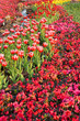 Colorful flowers
