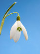 Snowdrop