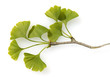 Ginkgo biloba