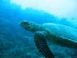 Turtle Turtle
