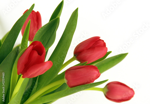 Rote Tulpen