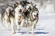 husky race husky race