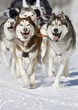 husky race