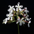 Seifenkraut