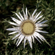 Silberdistel