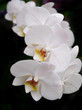 Phalaenopsis orchid