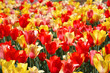 Bright colors