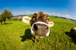 cow, funny fisheye nose close up