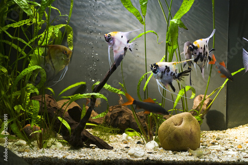 Freshwater Aquarium