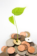 Leaves grow in between coins, focus on the leaves