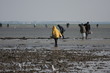 La pêche à pieds à Quiberon en Février