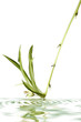 Chlorophytum reflet (2)