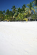 Tropical Sand Beach and Coconut Palm Trees