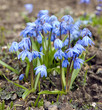 Blausternchen