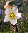 Christrose