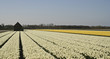 White Yellow Tulip Field