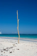 Driftwood trunk plated on a beach