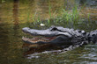 krokodil