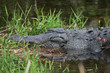 krokodil