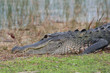 krokodil