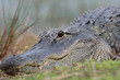 krokodil