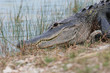krokodil