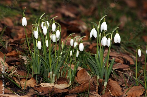 Photo: Schneeglöckchen. Arkadia Schneeglöckchen. Arkadia
