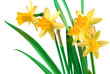 Yellow spring narcissus
