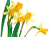Yellow spring narcissus