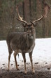 Hirsch