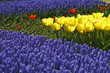 Tulipa, Tulpenmischung