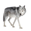 Mackenzie Valley Wolf (8 years) - Canis lupus occidentalis