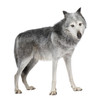 Mackenzie Valley Wolf (8 years) - Canis lupus occidentalis