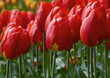 red tulips