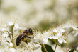 Abeille butineuse