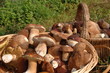 cèpe