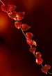 Parthenocissus tricuspidata