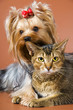 Photo en ligne au meilleur prix Dog of breed Yorkshire terrier and cat