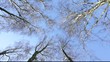 Birch 04