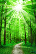 nature. path in forest with sunshine