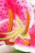 Lily stamens