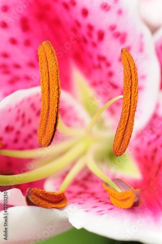 Photo: Lily stamens Lily stamens
