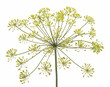 Fennel flower on white background Fennel flower on white background