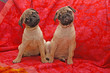 Kleine Möpse (Pugs), 10 Wochen alt