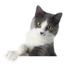 Kitten on blank sign